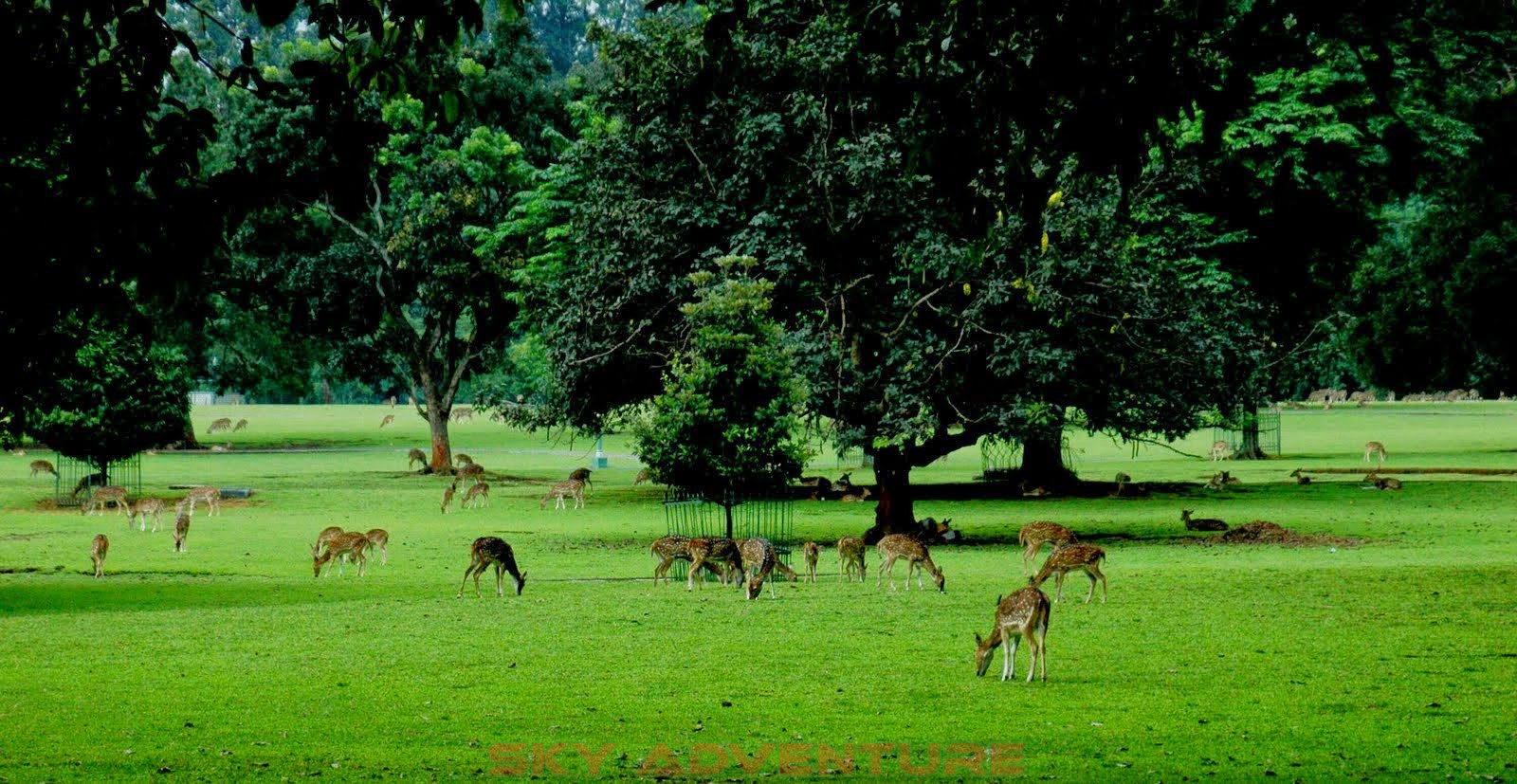 Menjelajahi Kebun Raya Dan Keanekaragaman Flora Indonesia Dengan Drone